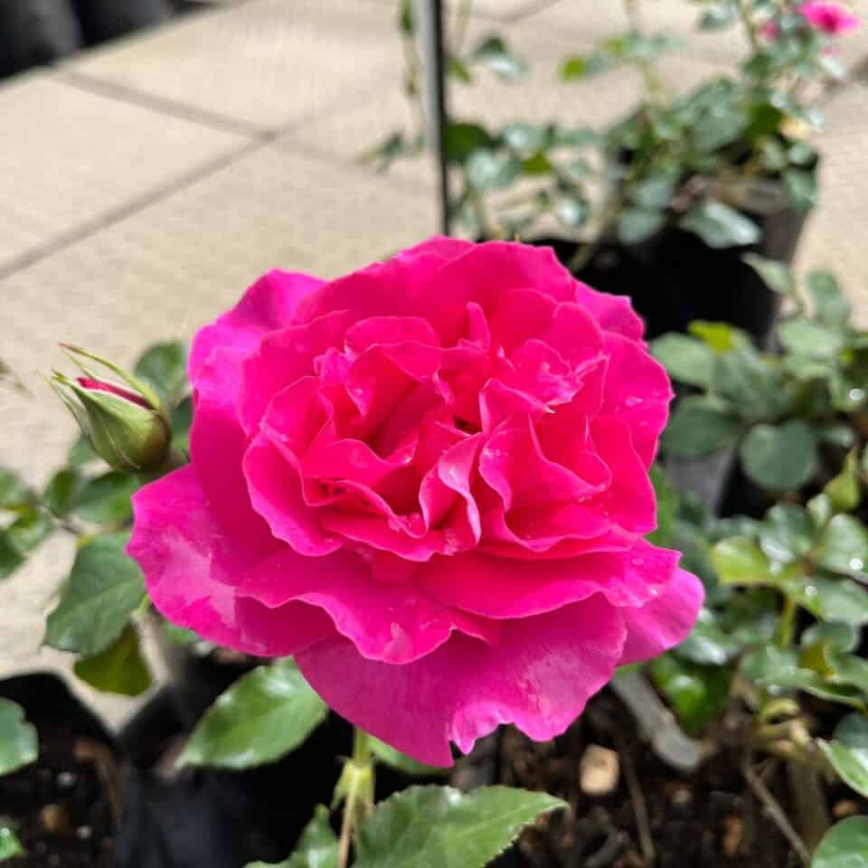 tulbagh-nursery-manou-meilland-floribunda