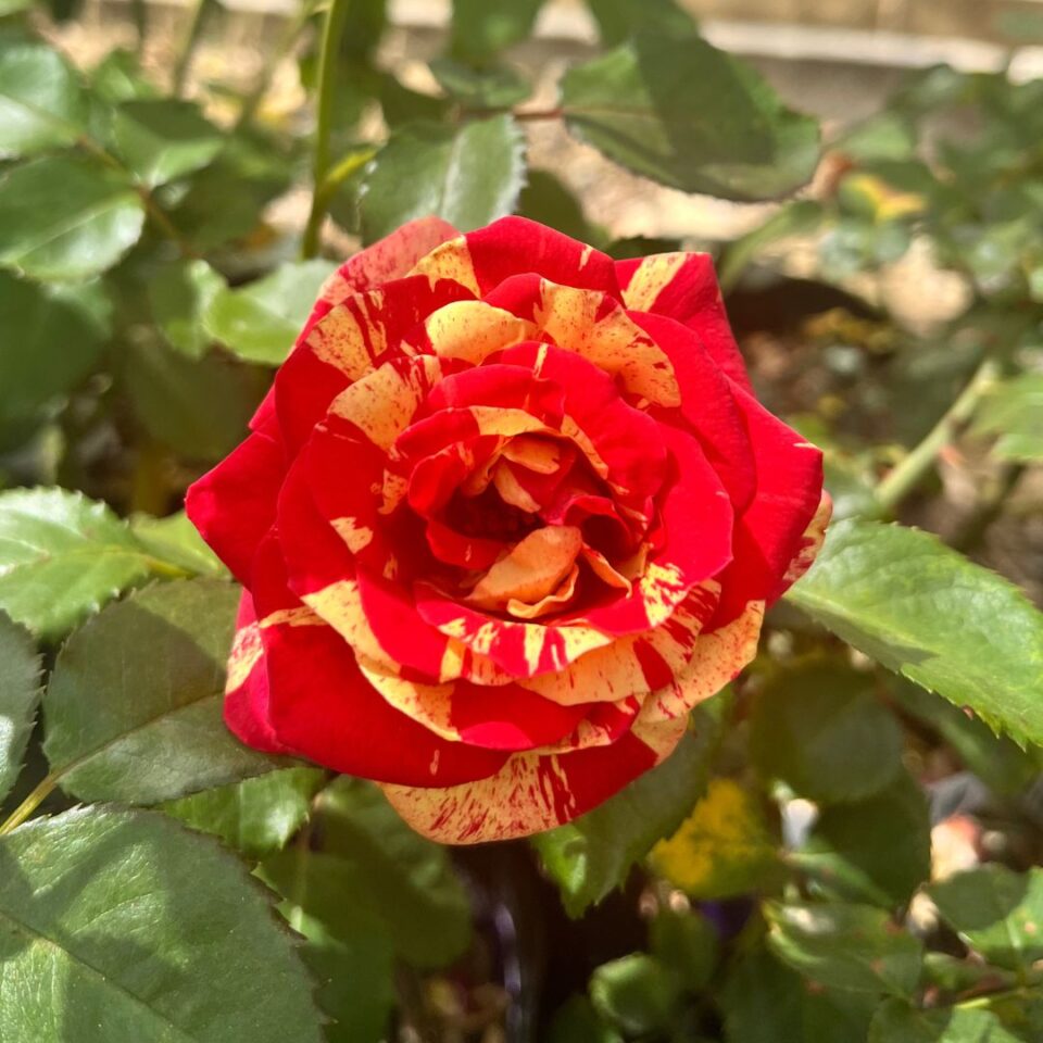 tulbagh-nursery-meli-melo-floribunda-rose