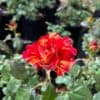 tulbagh-nursery-meli-melo-floribunda