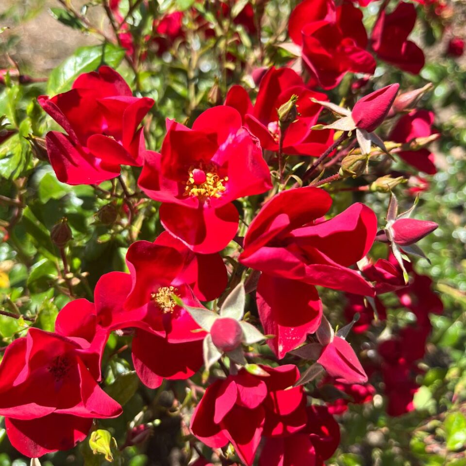 tulbagh-nursery-pixie-hat-floribunda-rose