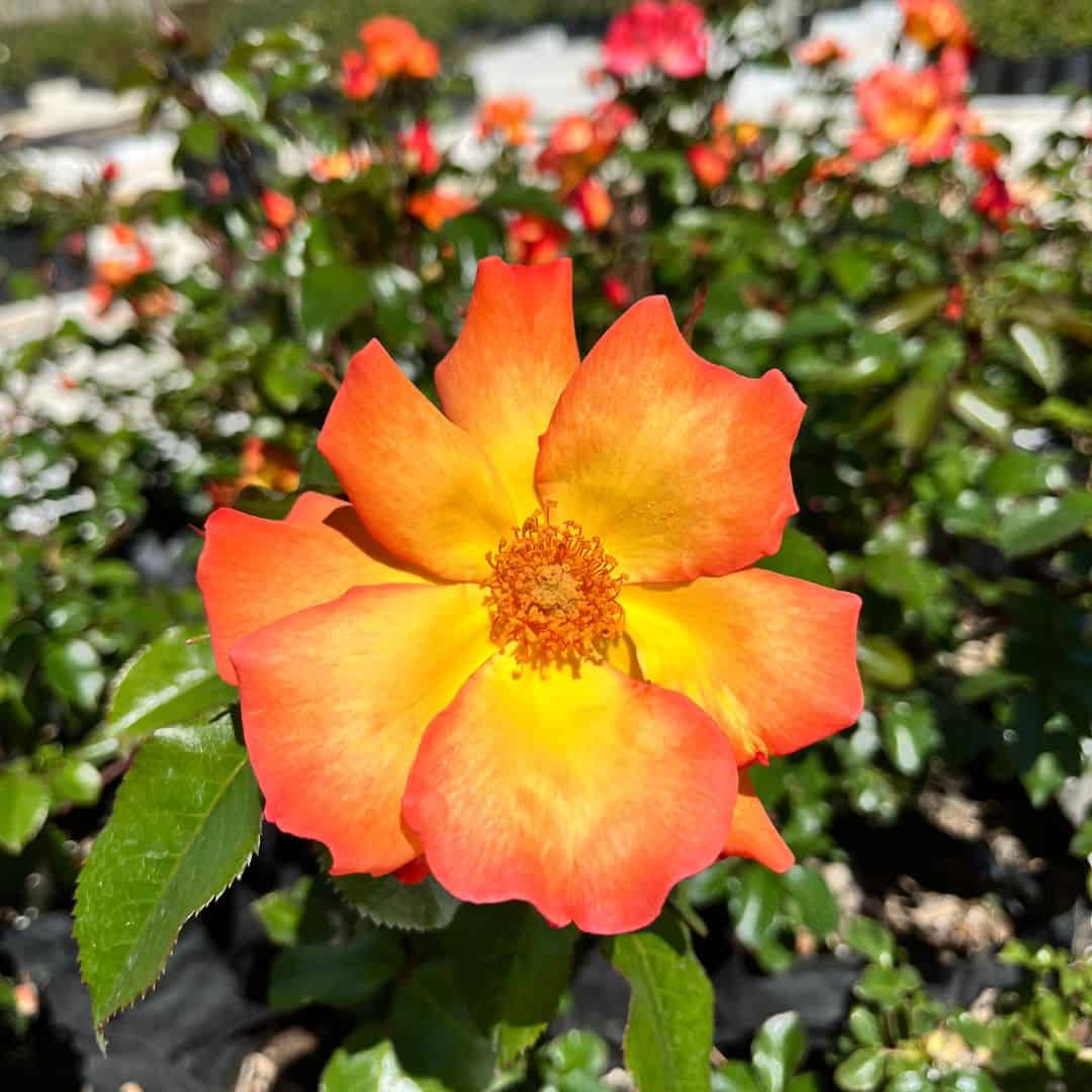 tulbagh-nursery-rose-playboy
