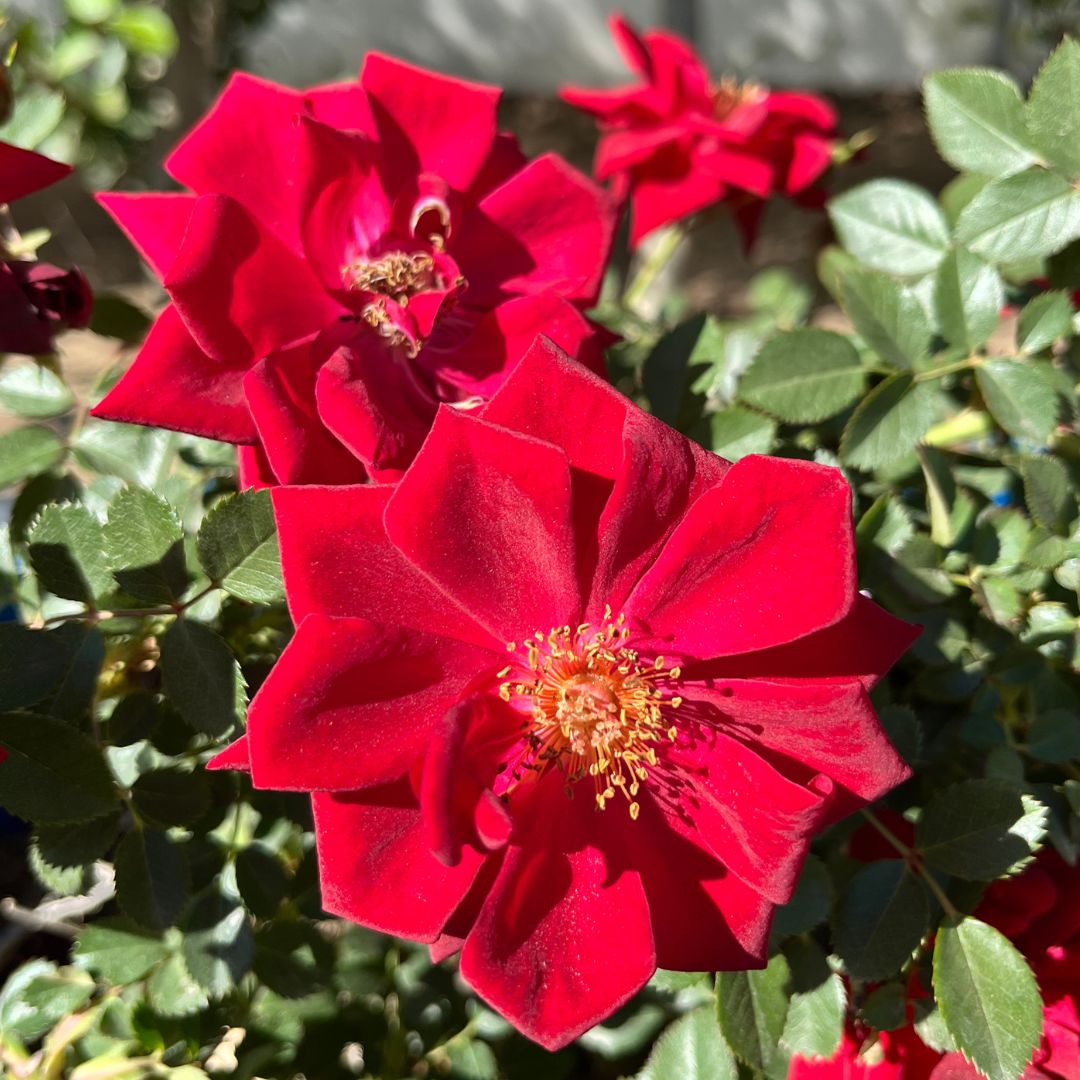 tulbagh-nursery-red-midinette-rose