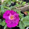 tulbagh-nursery-rhapsody-in-blue-climber