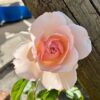 tulbagh-nursery-roberto-cappucci-antico-moderno-rose