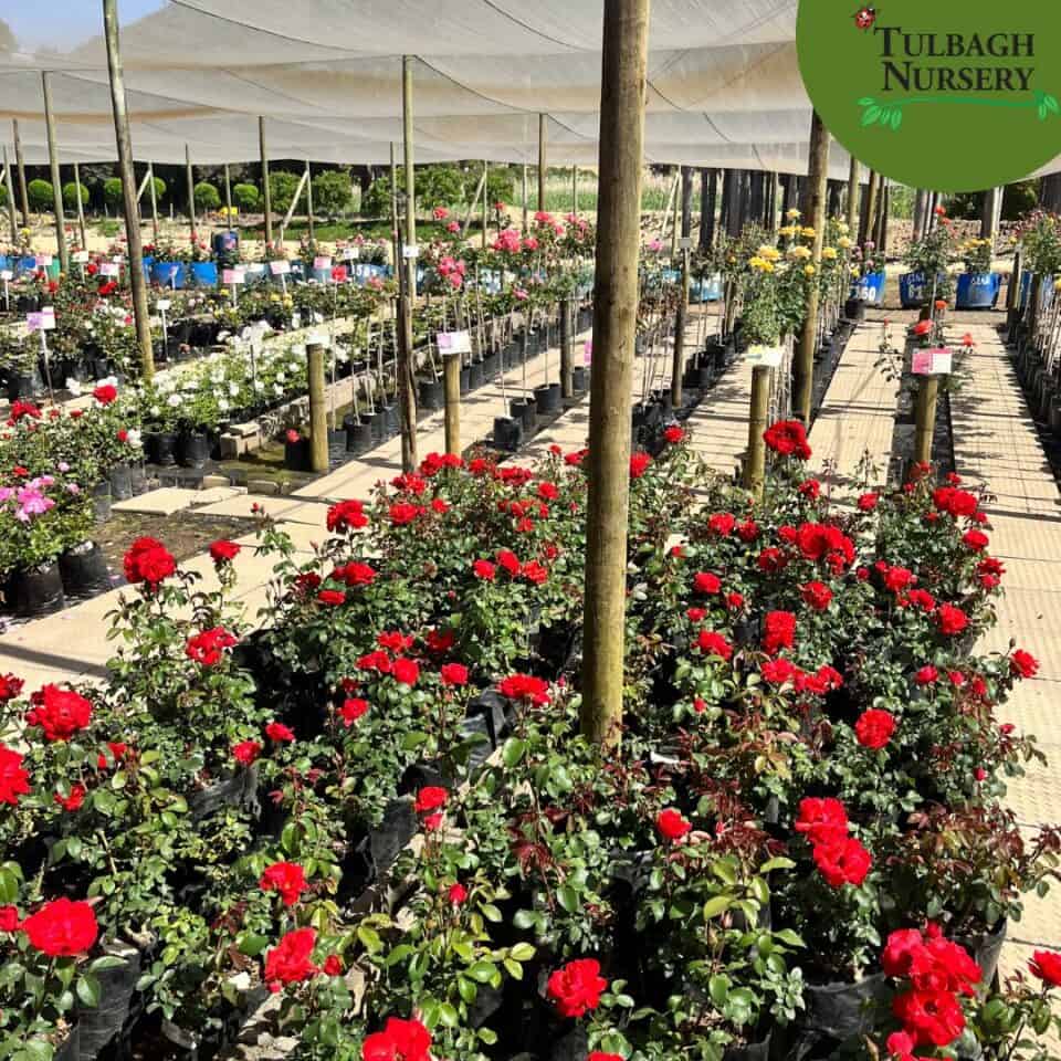 tulbagh-nursery-satchmo-floribunda-rose