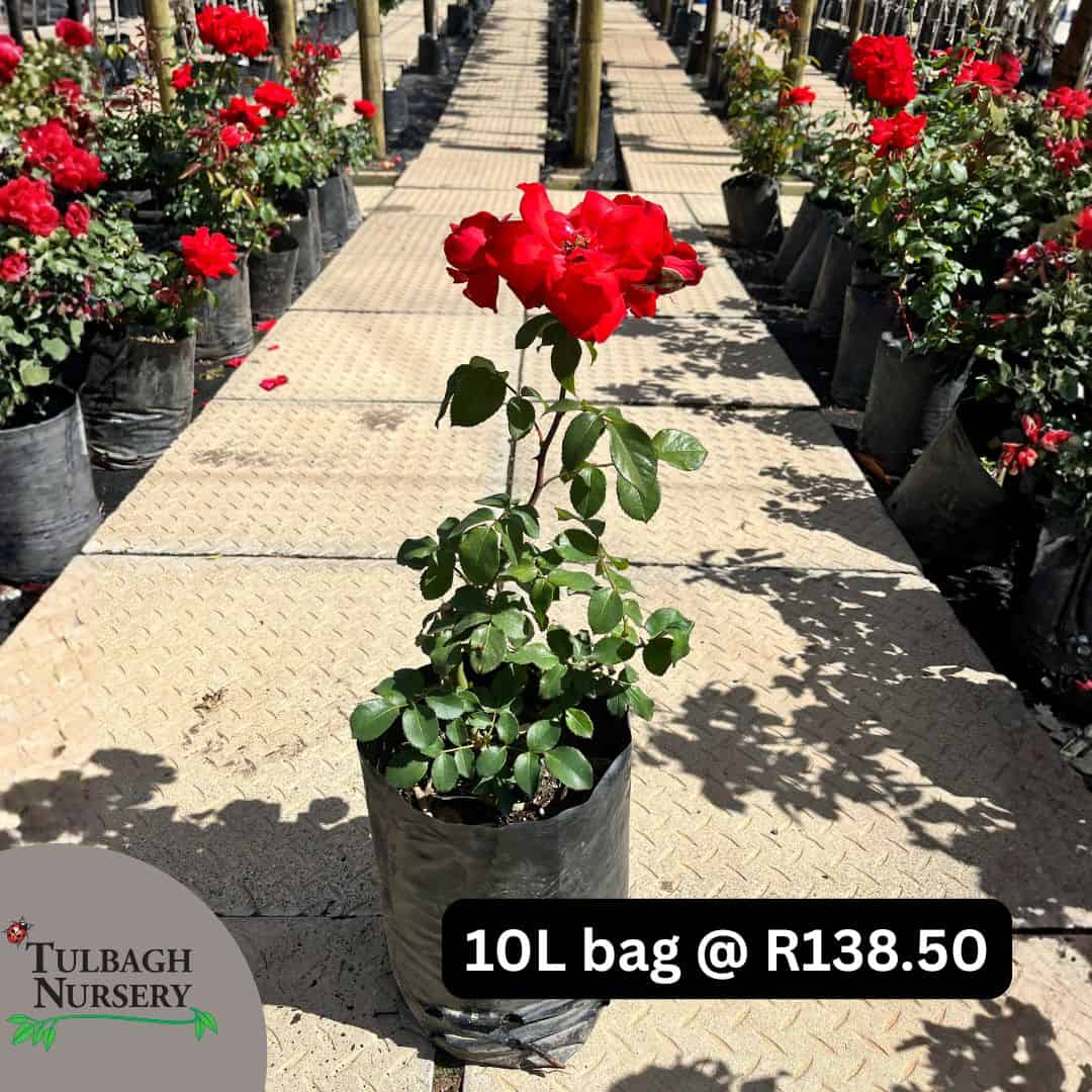 tulbagh-nursery-satchmo-floribunda-rose