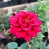 tulbagh-nursery-scarlet-midinette