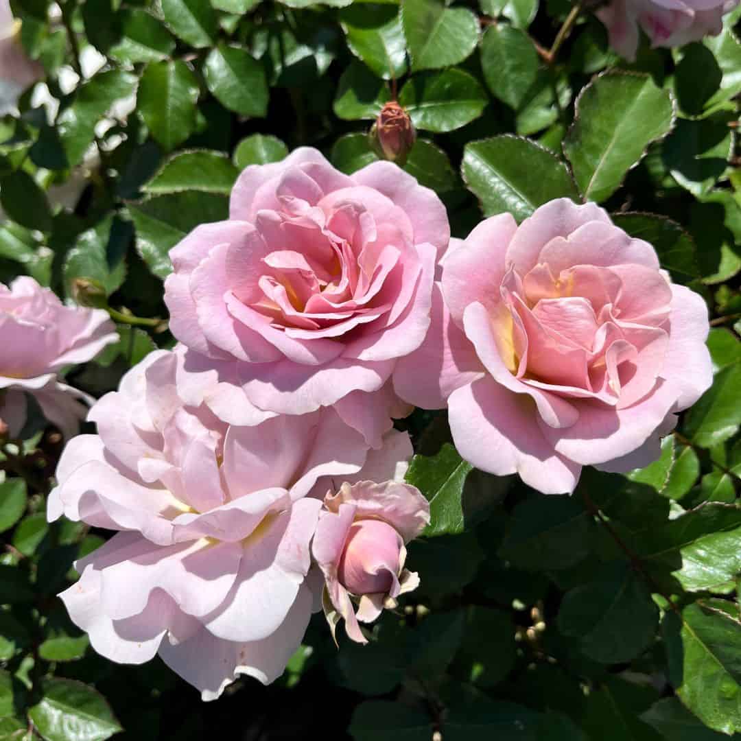 tulbagh-nursery-silver-cloud-floribunda