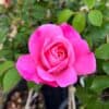 tulbagh-nursery-simplicity-floribunda