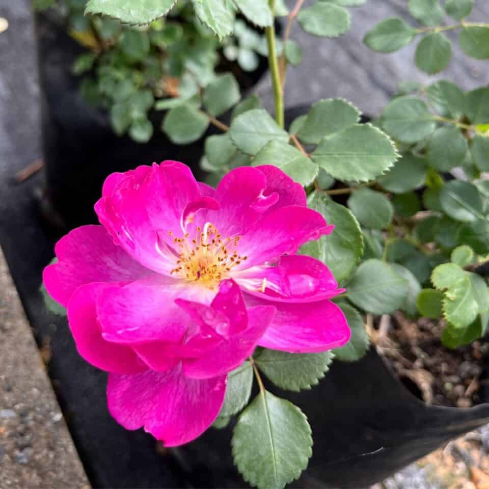 tulbagh-nursery-violetta-floribunda