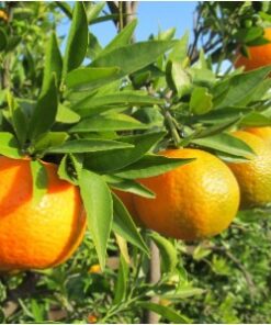 tulbagh-nursery-esbal-clementine