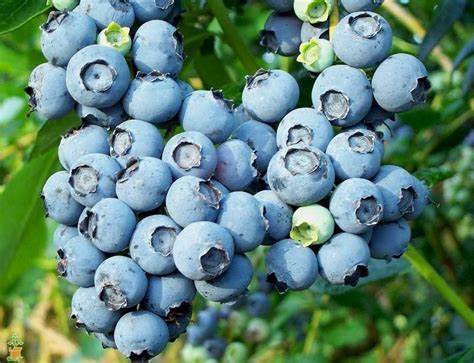 Blueberry - Powder Blue - Tulbagh Tree & Plant Nursery