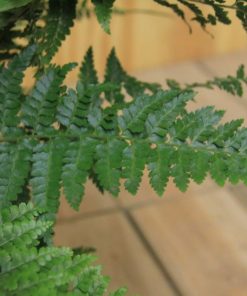 tulbagh-nursery-microlepis-speluncea-limpleaf-fern