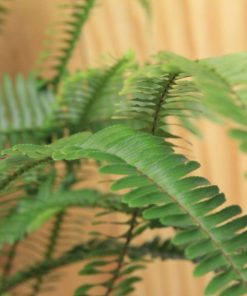 tulbagh-nursery-nephrolepis-exaltata-boston-fern