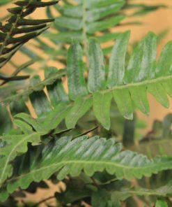 tulbagh-nursery-blechnum-occidentale-hammock-fern