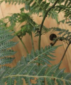 tulbagh-nursery-cyathea-australis-rough-tree-fern