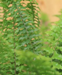 tulbagh-nursery-nephrolepsis-biserrata-boston-macho-fern