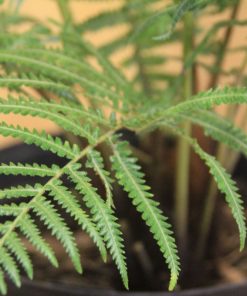 tulbagh-nursery-dicksonia-antarctica-tasmanian-tree-fern