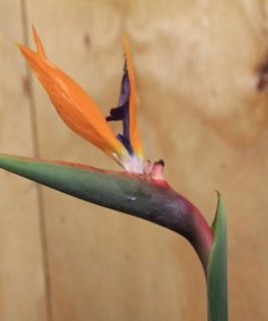 tulbagh-nursery-strelitzia-reginae-Krane-flower-bird-of-paradise