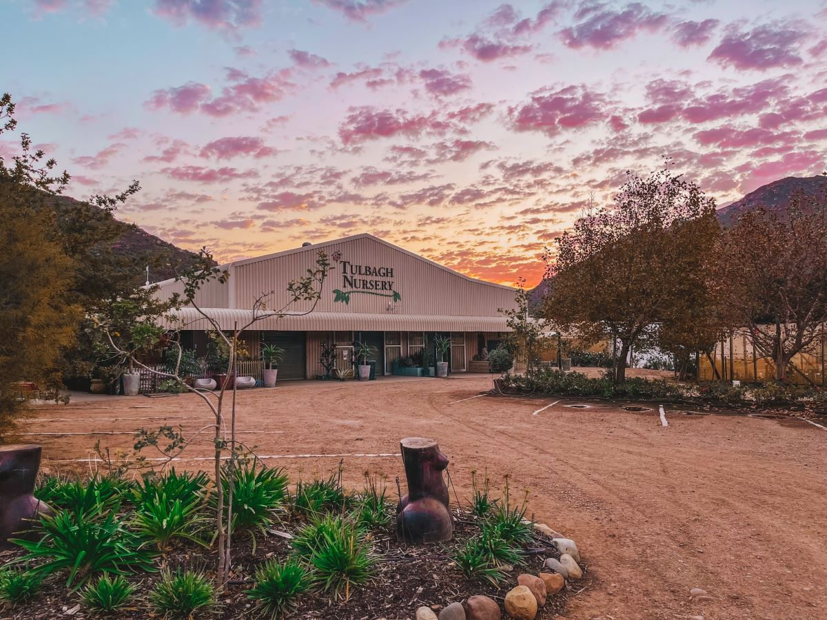 tulbagh-nursery