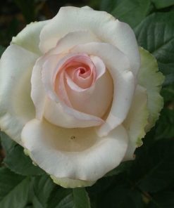 tulbagh-nursery-elizabeth-rose