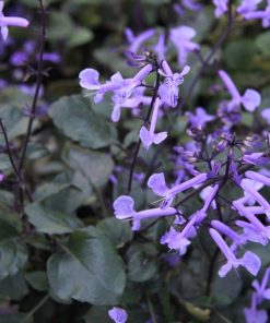 tulbagh-nursery-plectranthus-mona-lavender-purple