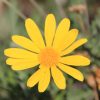 tulbagh-nursery-golden-daisy-bush-euryops-pectinatus