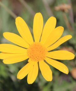 tulbagh-nursery-golden-daisy-bush-euryops-pectinatus