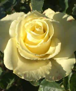 tulbagh-nursery-limbo-rose