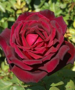tulbagh-nursery-oklahoma-rose