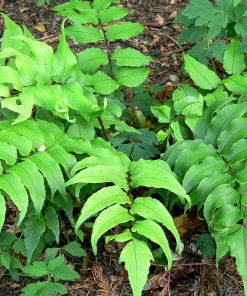 tulbagh-nursery-holly-fern