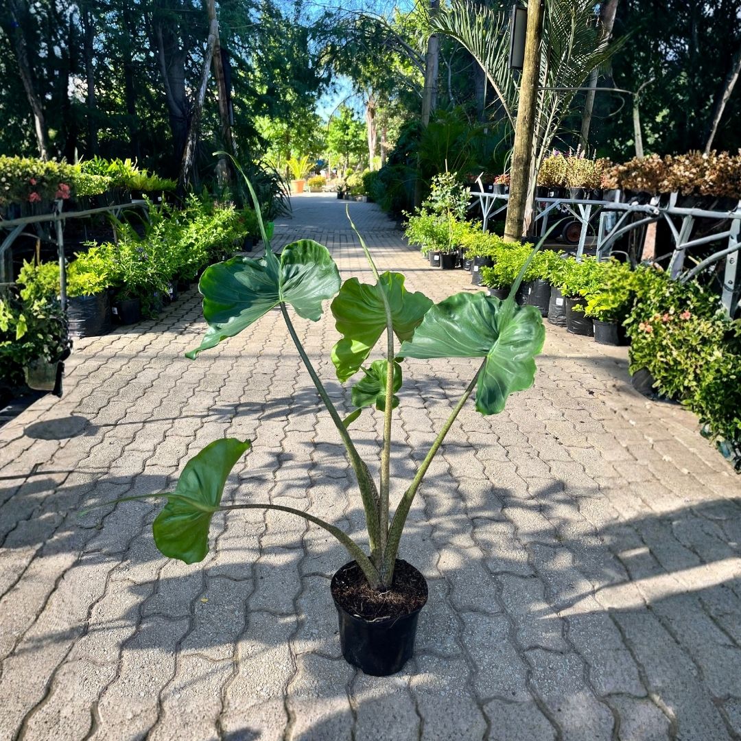 tulbagh-nursery-alocasia-stingray
