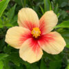 tulbagh-nursery-hibiscus-sunrise