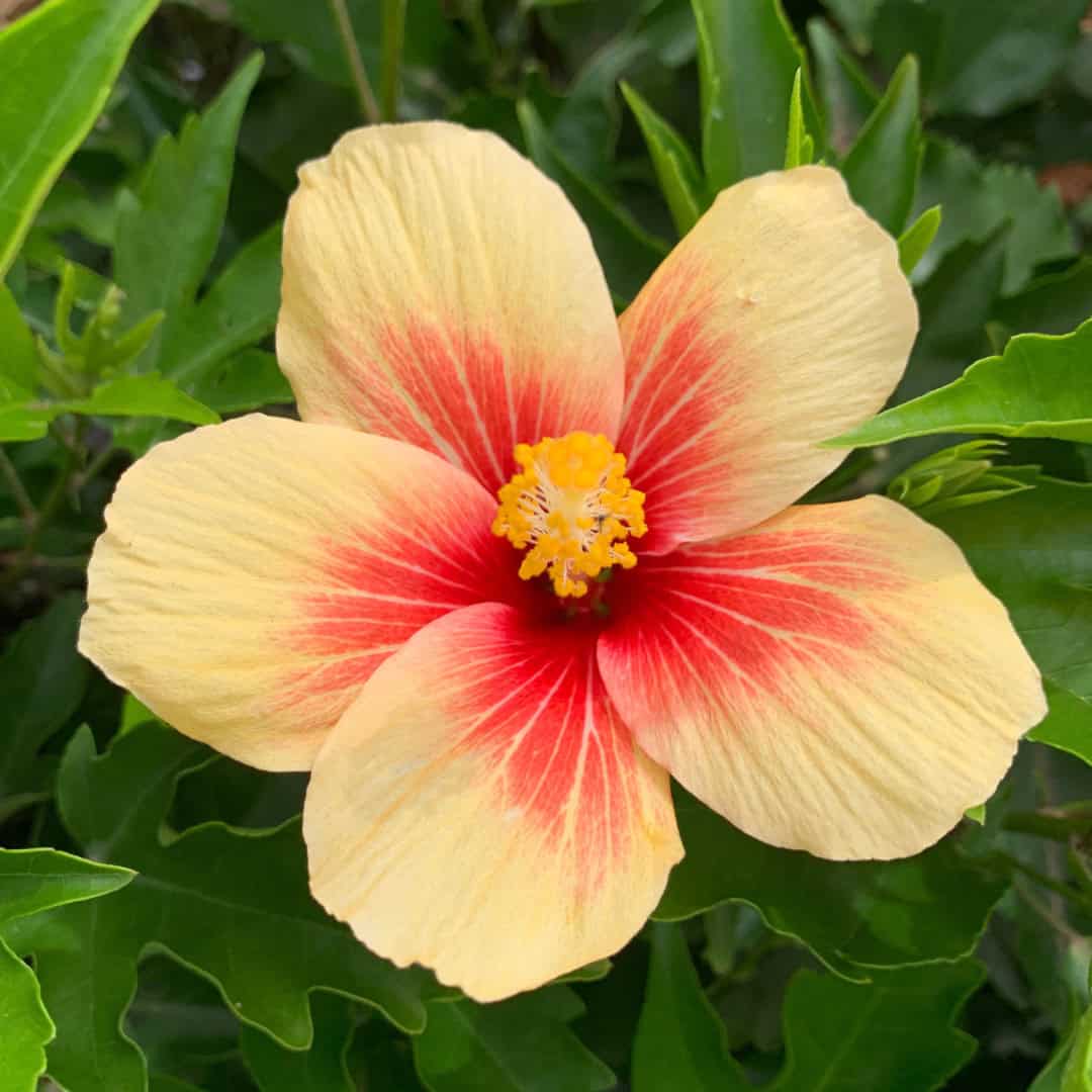 tulbagh-nursery-hibiscus-sunrise