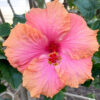 tulbagh-nursery-hibiscus-chasing-rainbows