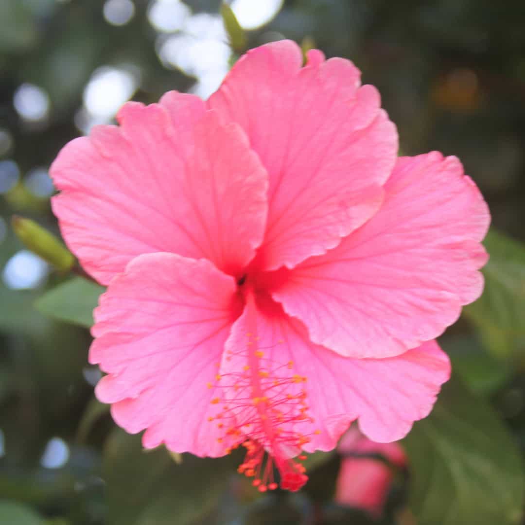 tulbagh-nursery-hibiscus-pink-queen