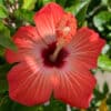 tulbagh-nursery-hibiscus-american-beauty