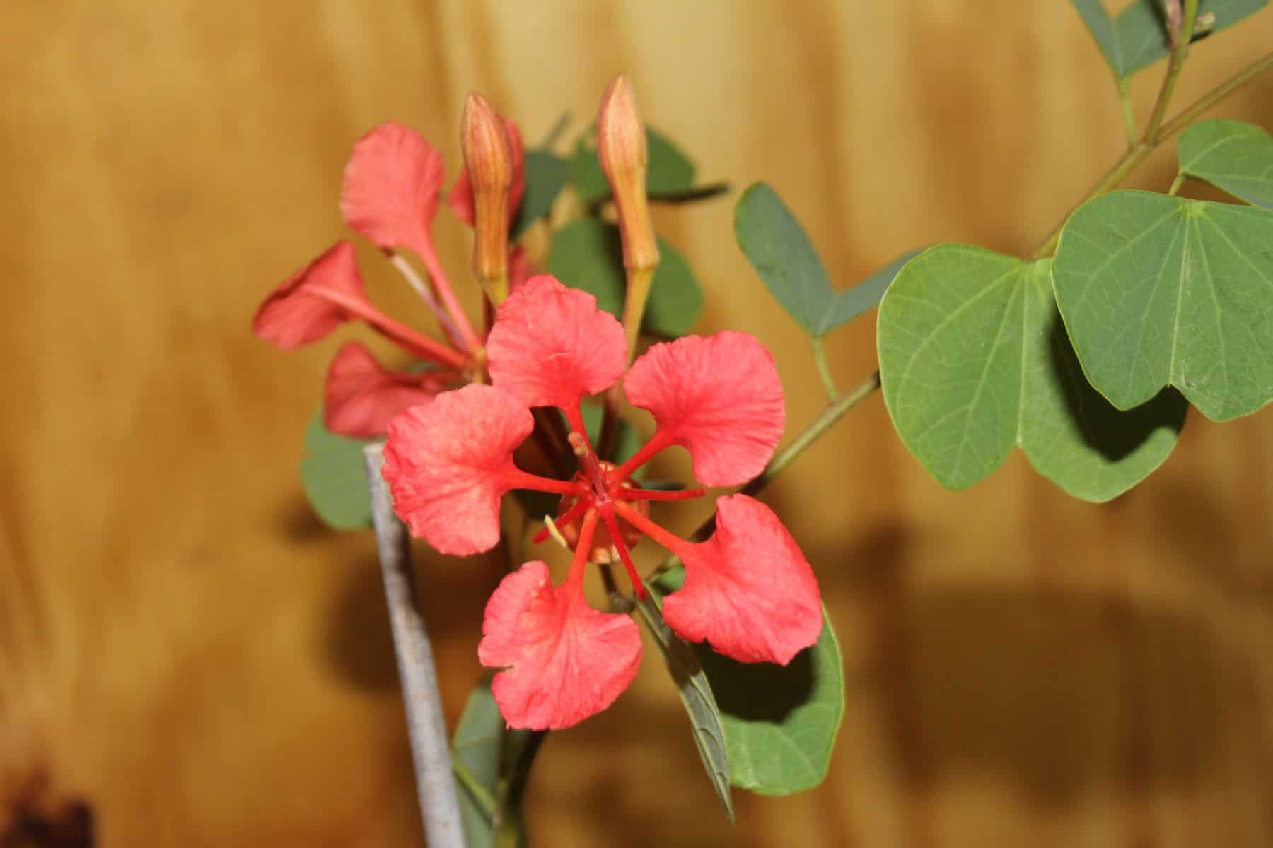 Bauhinia Galpinii | Pride of de Cape - Image 3