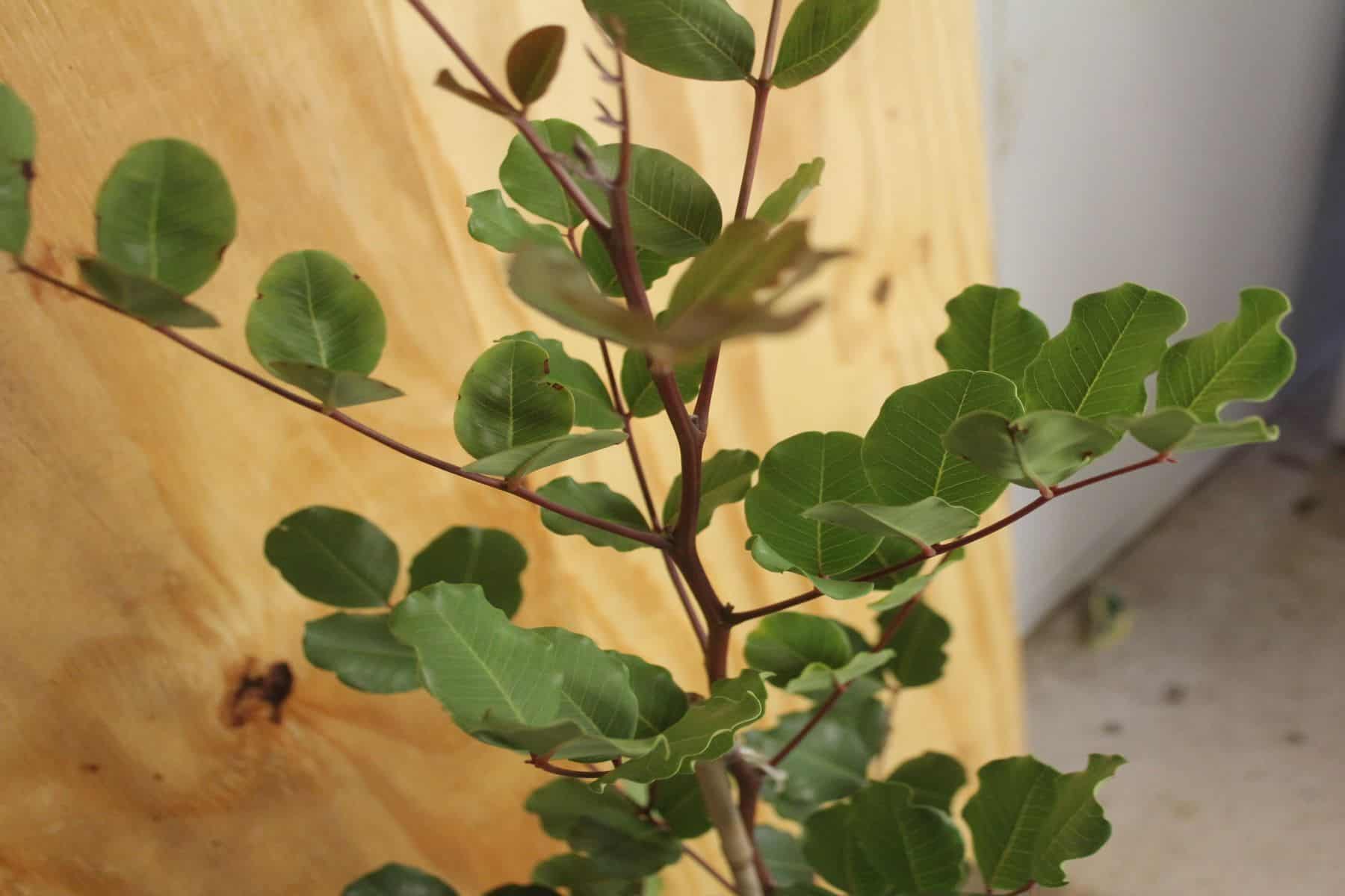 CERATONIA SILIQUA - Karob - Image 3