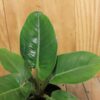 tulbagh-nursery-philodendron-erubescens-imperial-green