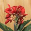 tulbagh-nursery-canna-red-canna-lillies
