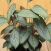 tulbagh-nursery-ctenante-setosa-never-never-plant-prayer-plant