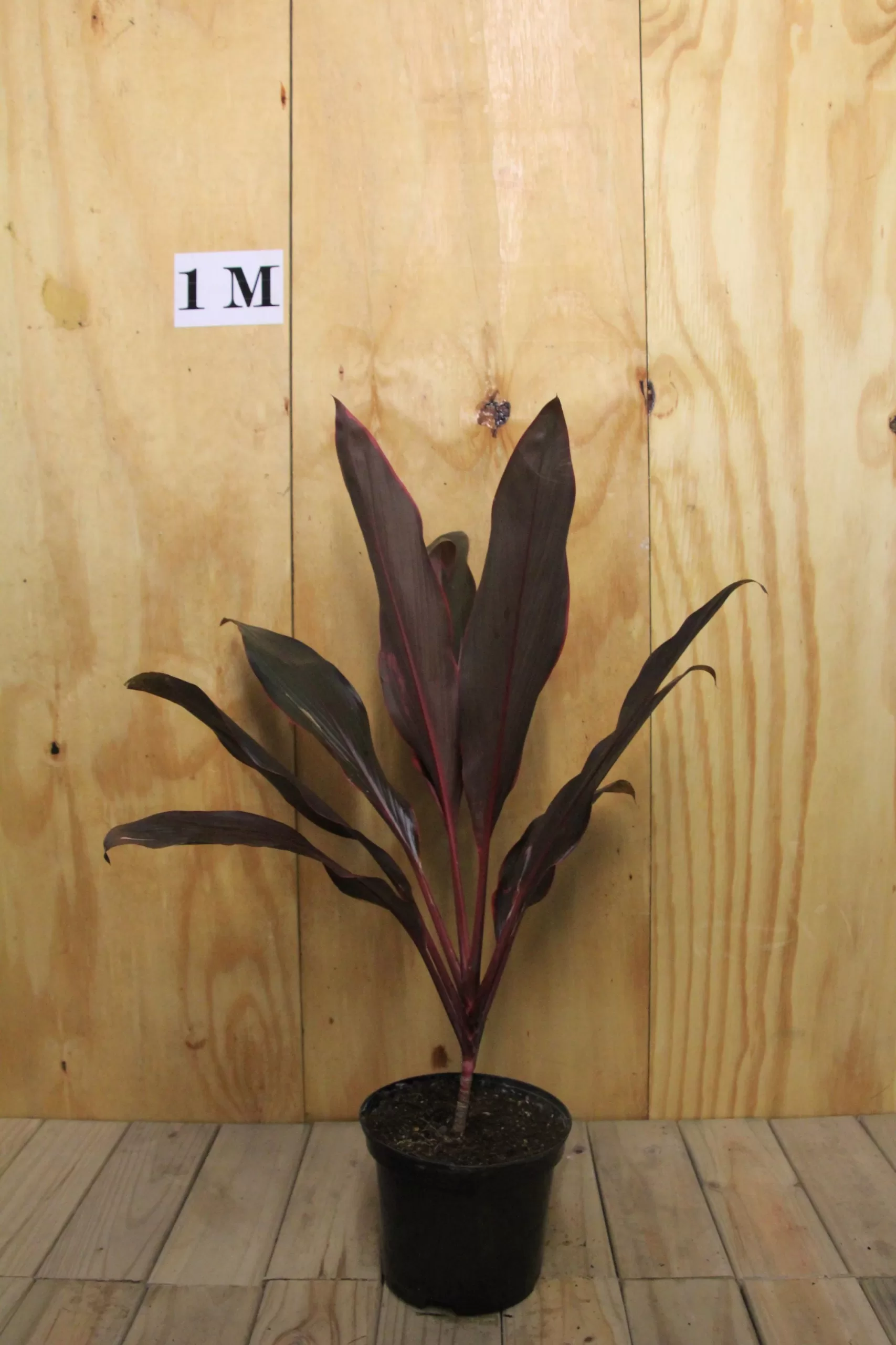 Alternative view of Cordyline Fruticosa Dr Frank Brown | Ti Plant/ Good Luck Plant