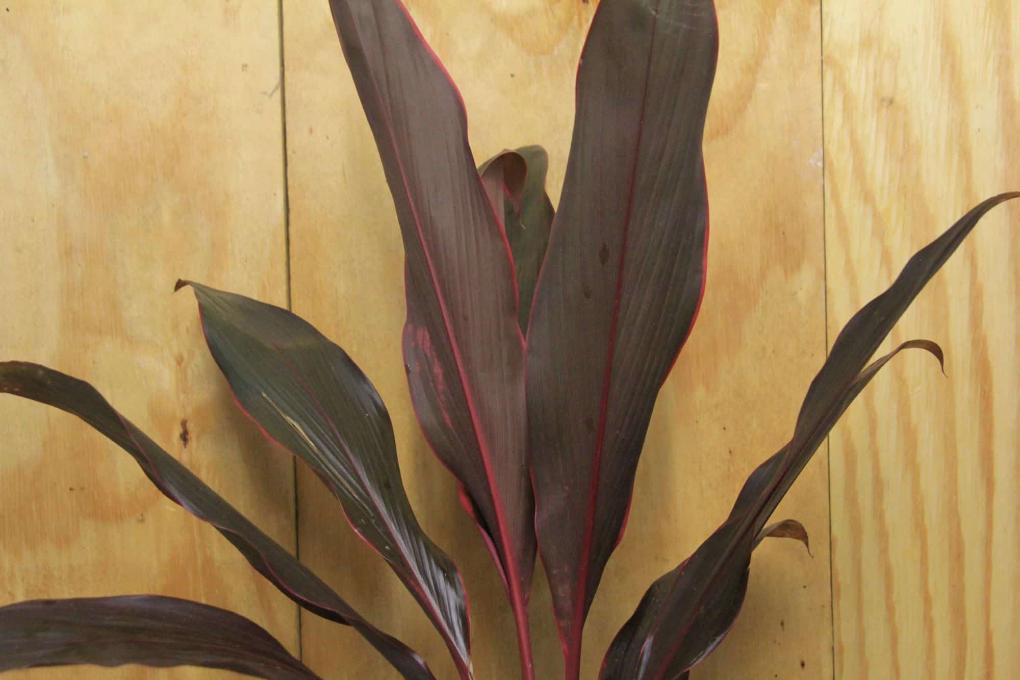 Cordyline Fruticosa Dr Frank Brown | Ti Plant/ Good Luck Plant