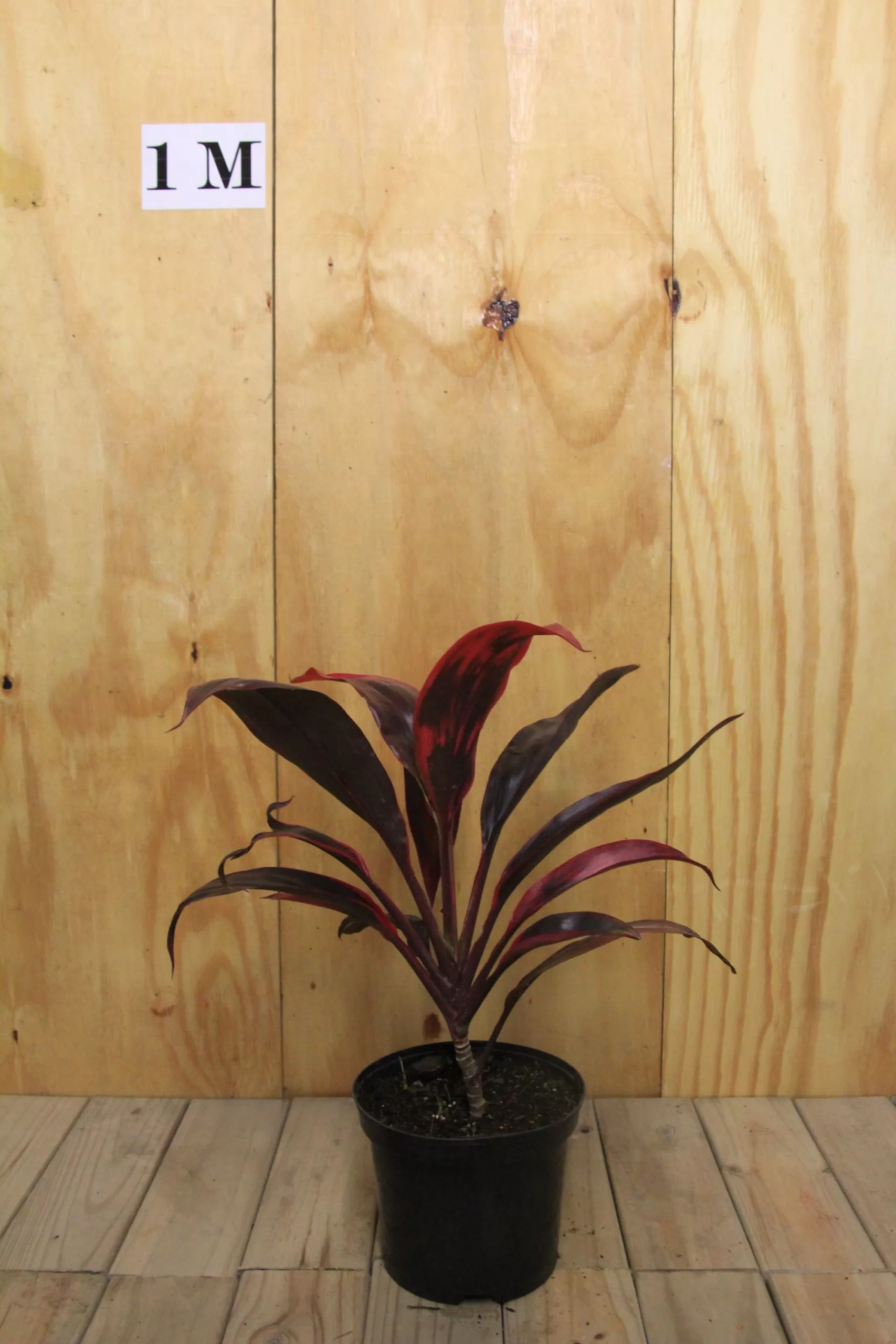 Alternative view of Cordyline Fruticosa Red Sister | Ti Plant/ Good Luck Plant