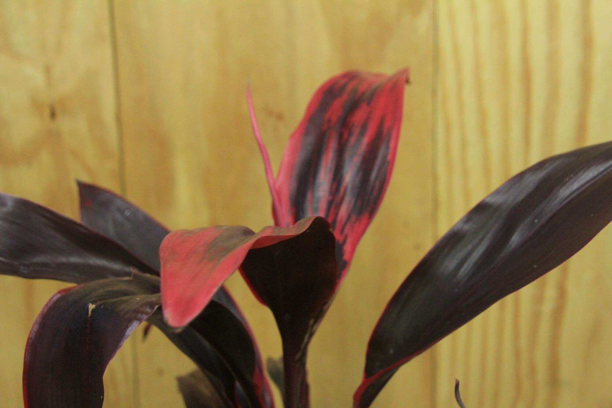 Cordyline Fruticosa Red Sister | Ti Plant/ Good Luck Plant