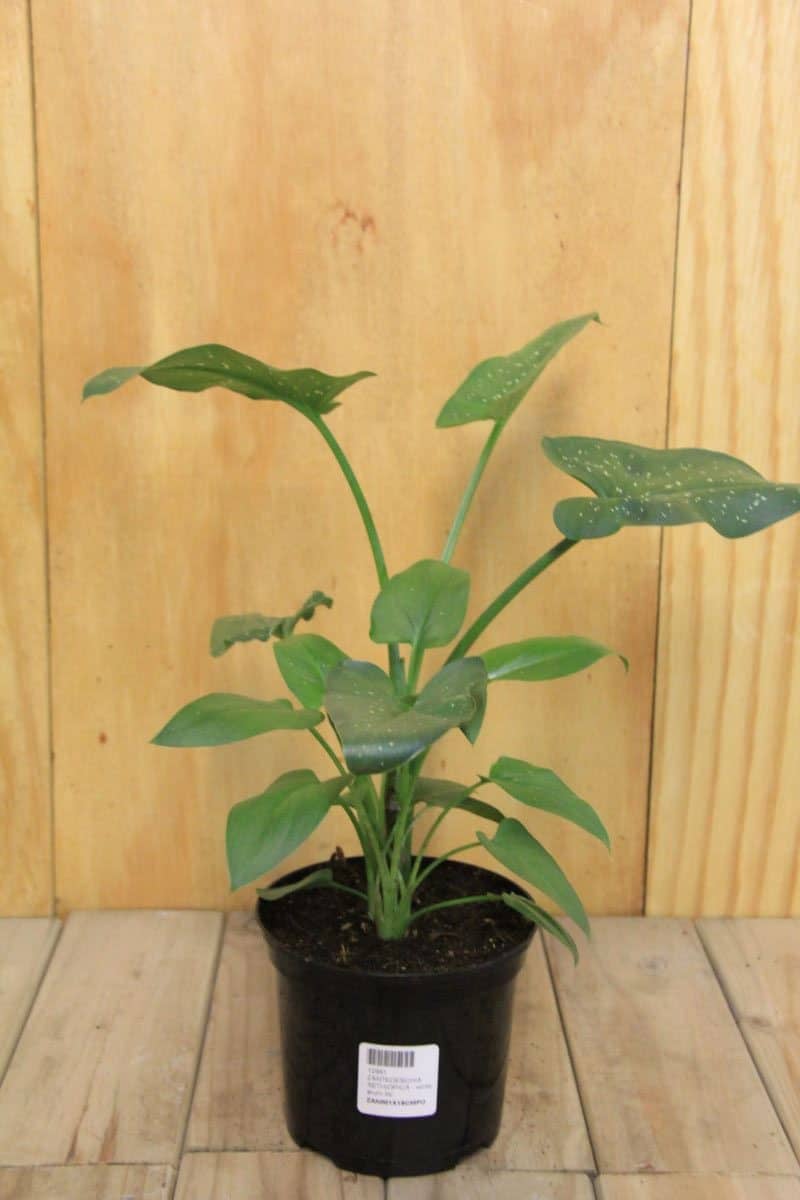 tulbagh-nursery-zantedeschia-aethiopica-white-arum-lily