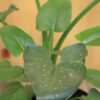 tulbagh-nursery-zantedeschia-aethiopica-white-arum-lily
