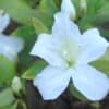 tulbagh-nursery-azalea-white-lady
