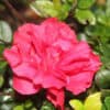 tulbagh-nursery-red-wing